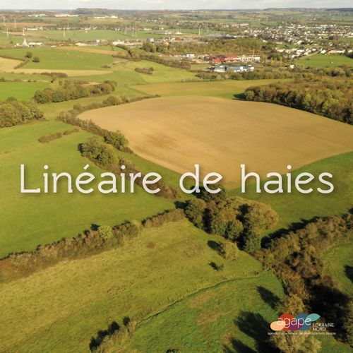 Linéaire de haies